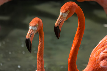 Fotoroleta zwierzę natura ptak woda karaiby