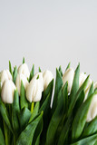 Fototapeta Tulipany - Spring flowers banner - bunch of white tulip flowers on white, grey background. Easter day mock up greeting card. Congratulation or Invitation card with free space for text. 