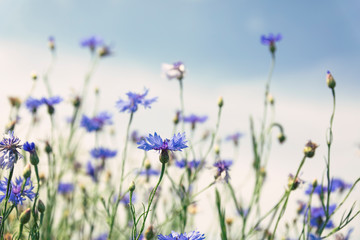 Sticker - Wild flowers on sunny blue sky, spring meadow