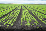 Fototapeta  - Agricultural field with long converging rows of young celery plants, Santa Barbara County, California