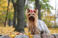 Yorkshire Terrier In The Gold Autumn.	