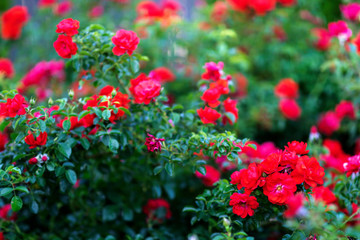 Sticker - Red roses in the garden, spring flowers blossom