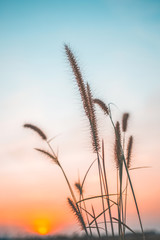 Wall Mural - grass of flower on the beautiful sky and sunset light nature background