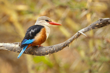 Wall Mural - grey-headed kingfisher (Halcyon leucocephala) has a wide distribution from the Cape Verde Islands off the north-west coast of Africa