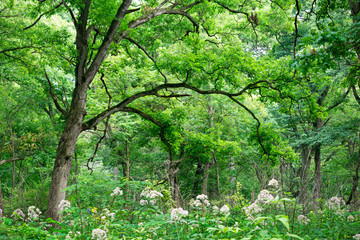 A massive mature oak tree in an oak savanna on a summer day.