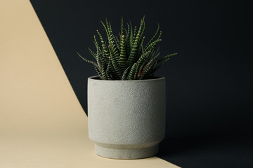 Succulent plant in pot on two tone background, space for text