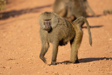 Olive Baboon (Papio Anubis), Also Called The Anubis Baboon, Is A Member Of The Family Cercopithecidae (Old World Monkeys).