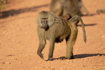 Wall Mural - Olive baboon (Papio anubis), also called the Anubis baboon, is a member of the family Cercopithecidae (Old World monkeys).