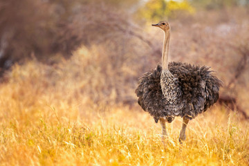 common ostrich (struthio camelus), or simply ostrich, is a species of large flightless bird native t