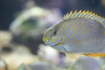 Wall Mural - exotic fish inside an aquarium