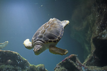  underwater turtle inside an aquarium