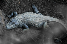 Big Marsh Crocodiles Closeup Near The Water