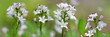 Fieberklee oder Bitterklee (Menyanthes trifoliata) Blüten, Panorama