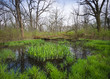Heavy spring rains and vernal pools create habitat for reptiles, amphibians and other wildlife.