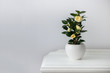 Flowering camellia in a white pot over an antique wooden cabinet - copy space