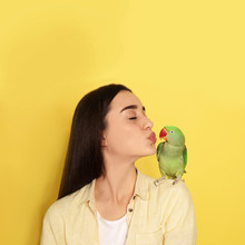 Young Woman With Alexandrine Parakeet On Yellow Background, Space For Text. Cute Pet