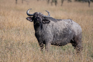 Profile of a Cape buffalo covered in dried mud in Masai Mara