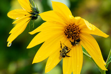 Closeup Image Of Bees Hibernating On A Yellow Wildflower