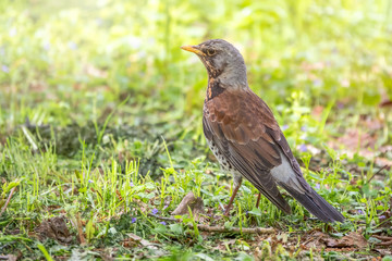 Fieldbird on a green lawn with a blurred background.