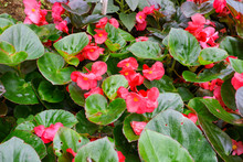 Begonia Semperflorens Is Commonly Known As Red Wax Begonia