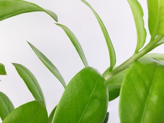 Wall Mural - green leaves on white background