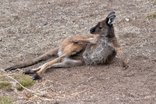 The Kangaroo Island-kangaroo Is Scratching His Back Leg