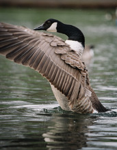 Goose In Flight