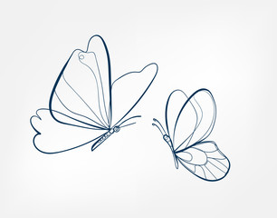 butterfly insect vector art line isolated doodle illustration