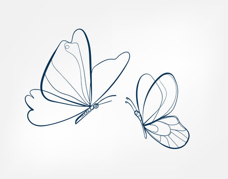 Wall Mural -  - butterfly insect vector art line isolated doodle illustration