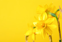 Yellow Daffodil On Yellow Background. Conceptual Background With Narcissus With Copy Space.