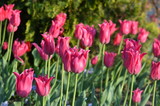 Fototapeta Tulipany - Side view of many vivid pink tulips in a garden in a sunny spring day, beautiful outdoor floral background photographed with soft focus