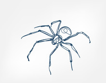 Spider Vector Art Line Isolated Doodle Illustration