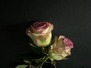 two pink white roses