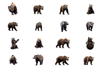 Wall Mural - set of brown bear over white background.