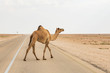 Funny camel crossing the road in desert