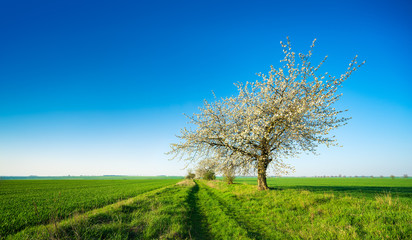 Wall Mural - Panoramic agricultural landscape with farm track through green fields, Old Cherry Tree in Bloom under blue sky