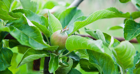 Apple tree in the orchard with young unripe fruit.