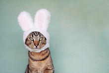 European Shorthair Young Cat Dressed As Rabbit, Close Up.