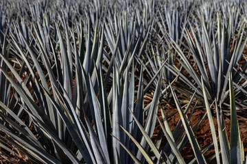 Agave Plantation.