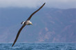 White-capped albatross flying close to New Zealand coast