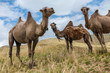 Group of three bactrian camels in grassland