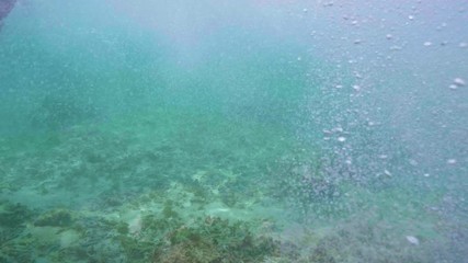 Wall Mural - a girl swimming with hawksbill sea turtle (eretmochelys imbricata), underwater 4k shot with air bubb