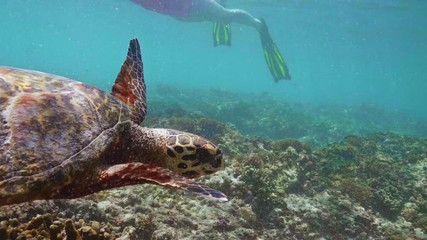 Wall Mural - swimming with hawksbill sea turtle (eretmochelys imbricata), underwater 4k shot