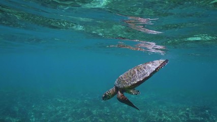 Wall Mural - swimming with hawksbill sea turtle (eretmochelys imbricata), underwater 4k shot