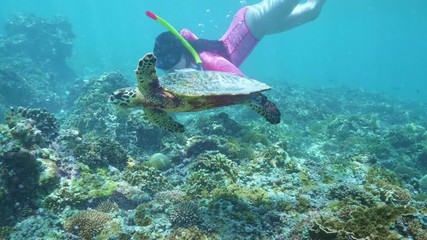 Wall Mural - swimming with hawksbill sea turtle (eretmochelys imbricata), underwater 4k shot