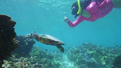 Wall Mural - swimming with hawksbill sea turtle (eretmochelys imbricata), underwater 4k shot