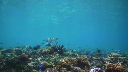Wall Mural - swimming with hawksbill sea turtle (eretmochelys imbricata), underwater 4k shot