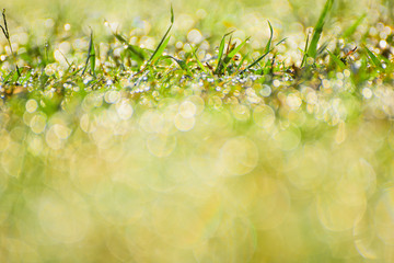 Poster - Close-up Water drops on flowers grass and sunrise background in the morning Vintage tone.