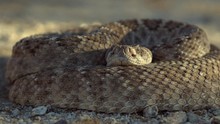 Focus Pull Reveals A Rattlesnake Coiled In The Desert Environment. Closeup Shot.