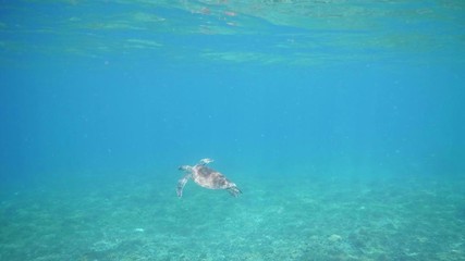 Wall Mural - swimming with hawksbill sea turtle (eretmochelys imbricata), underwater 4k shot